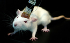 Research Study Allows Scientists To Control Mice Brains In a Wireless Manner