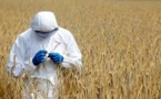 Scotland to Ban GM Farming While London Gets Ready to Allow It