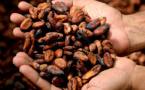 Cocoa bean prices fall to lowest since March