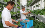Vertical Farming Steals The International Design Award