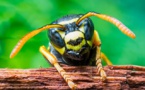 Wasps Hold The Key To Cancer Cure