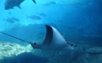 The Number of Marine Life in the World Has Fallen by Half Since 1970