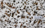 Mealworms Thrive On Plastic Diet While Turing Plastic Into A Biodegradable Product