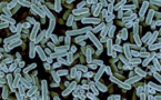 Less Exposure To Helpful Bacteria During The First Three Months Of A Child’s Life Could Be Crucial For Asthma Development