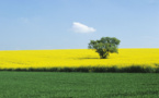 European Parliament Votes Down GM Crops Proposal