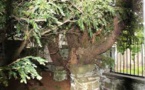 5000 Year Old Tree in Britain Changing Sex
