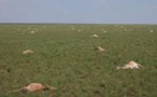 Mystery Death of Half of World’s Rare Antelope Population within Weeks