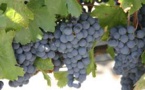 Argentine Wine Flavor Threatened by Climate Change