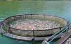 Canadian Government to be Dragged to Court Over Granting Permission to Genetically Modified Salmon