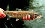 The United States Allowed Eating Genetically Modified Salmon