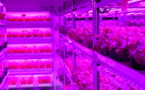 Panasonic to Invest in "High-Tech Vegetables"