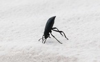 EU authorizes adding UV-treated mealworm powder to foods