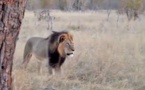 Lions in Africa to be Given Endangered Species Status by the US