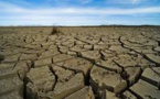 South Africa Fights Drought Risk by Planting Trees Aided by Insurance Firm