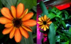 NASA Astronaut grows zinnia in space