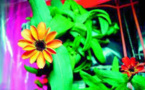 First Ever Flower Grown in Space During a Veggie Experiment