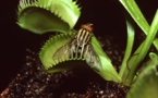 The intelligence of the Venus flytrap