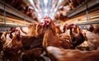 EU Ban on Brazilian Poultry Exports: Causes and Wider Implications