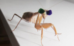 Insects’ Present Their ‘Point Of View’ In 3D Vision