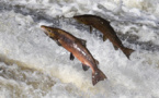 Norwegian Oil Tycoon Put His Stake on Salmon