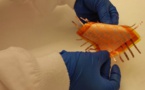 Scientists Turn Simple Household Into Multi-Sensor Paper