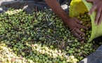Olive Groves Under Fire: How West Bank Harvest and Settler Attacks Collide