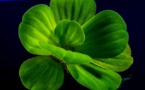 Protiens In Plants Help Them Retain Memory