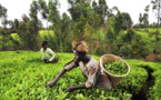 Kenya to launch the world's first tea futures