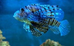 A New Study Finds That Fish Can Make Out The Difference Between Human Faces