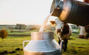India, The World's Dairy Superpower, Has Seen A 15% Increase In Milk Price