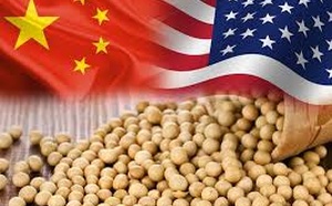 China’s Feed-Sector Weakness and Grain Stockpiles Weaken U.S. Soybean Outlook as Trade Normalization Alters Global Flows