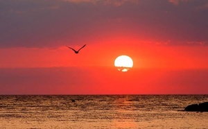 Marine Heatwaves Drive Fish Migration and Fisheries Losses in Europe