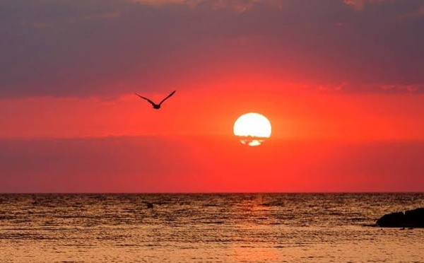 Marine Heatwaves Drive Fish Migration and Fisheries Losses in Europe